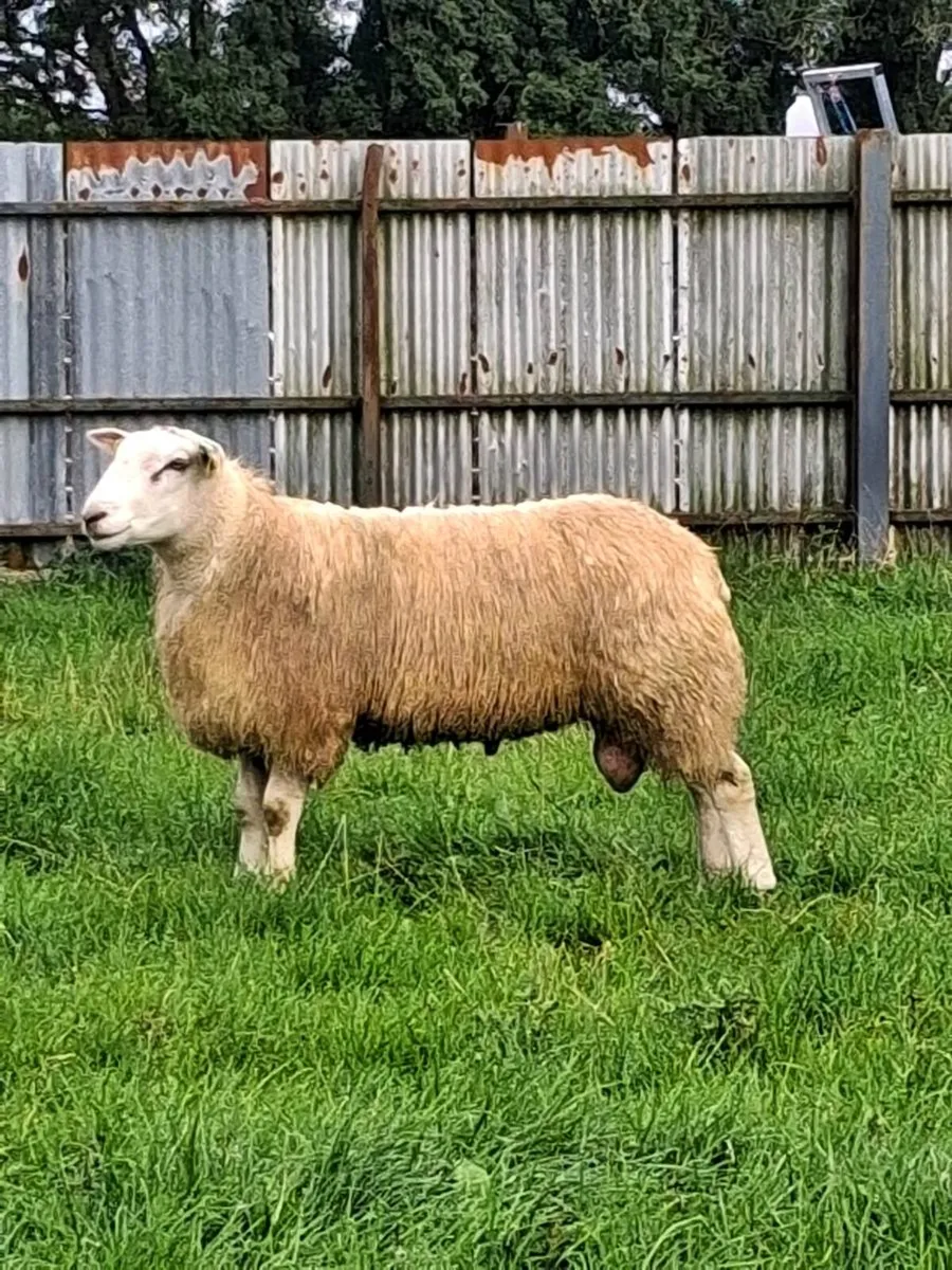 Belclare ram - Image 2
