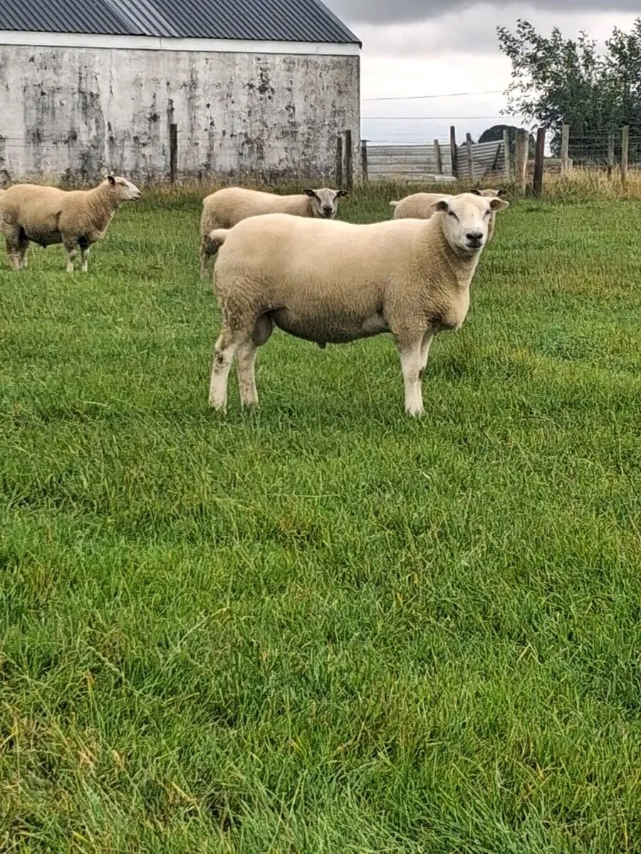 Belclare ram - Image 3
