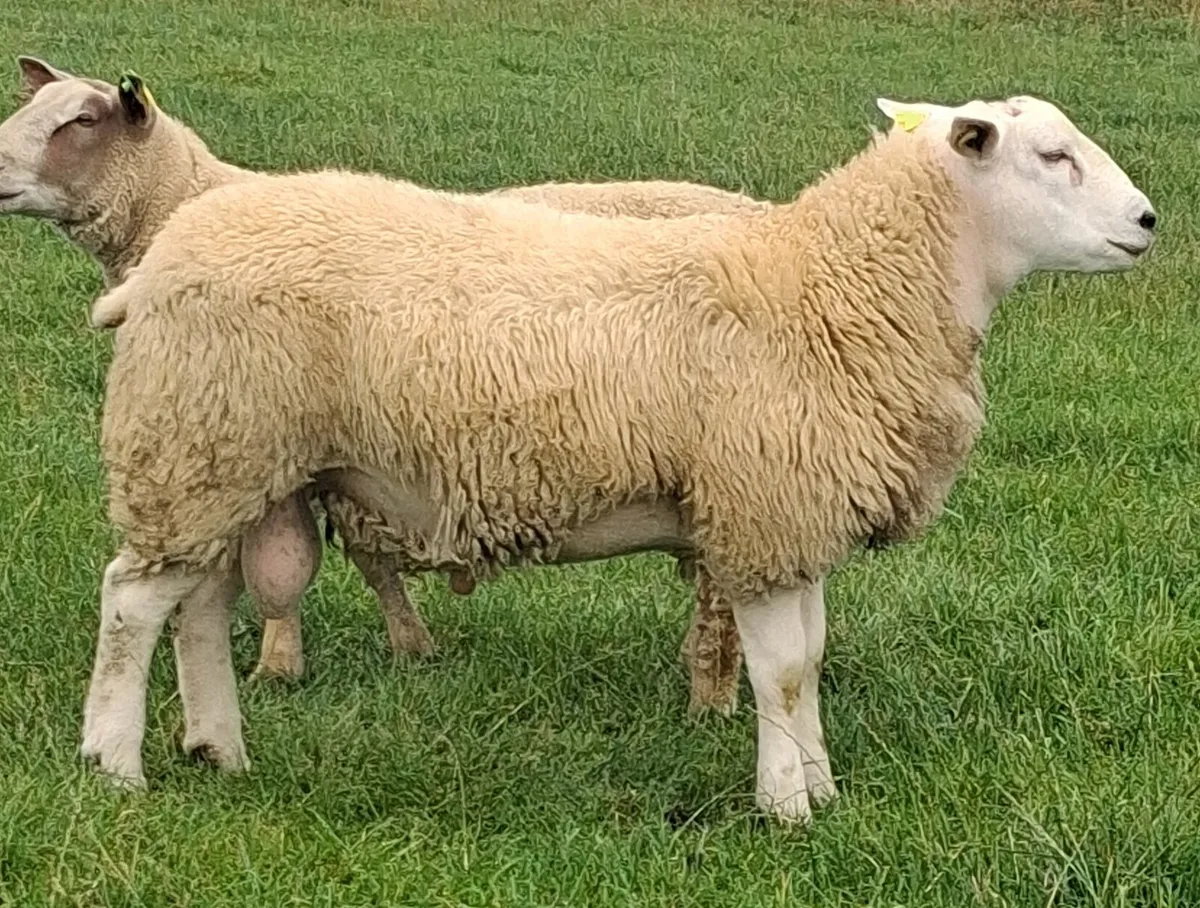 Belclare ram - Image 4