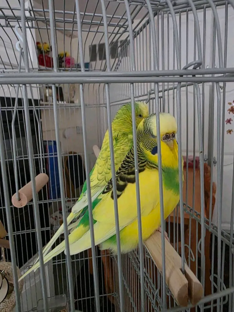 Budgie - Image 1