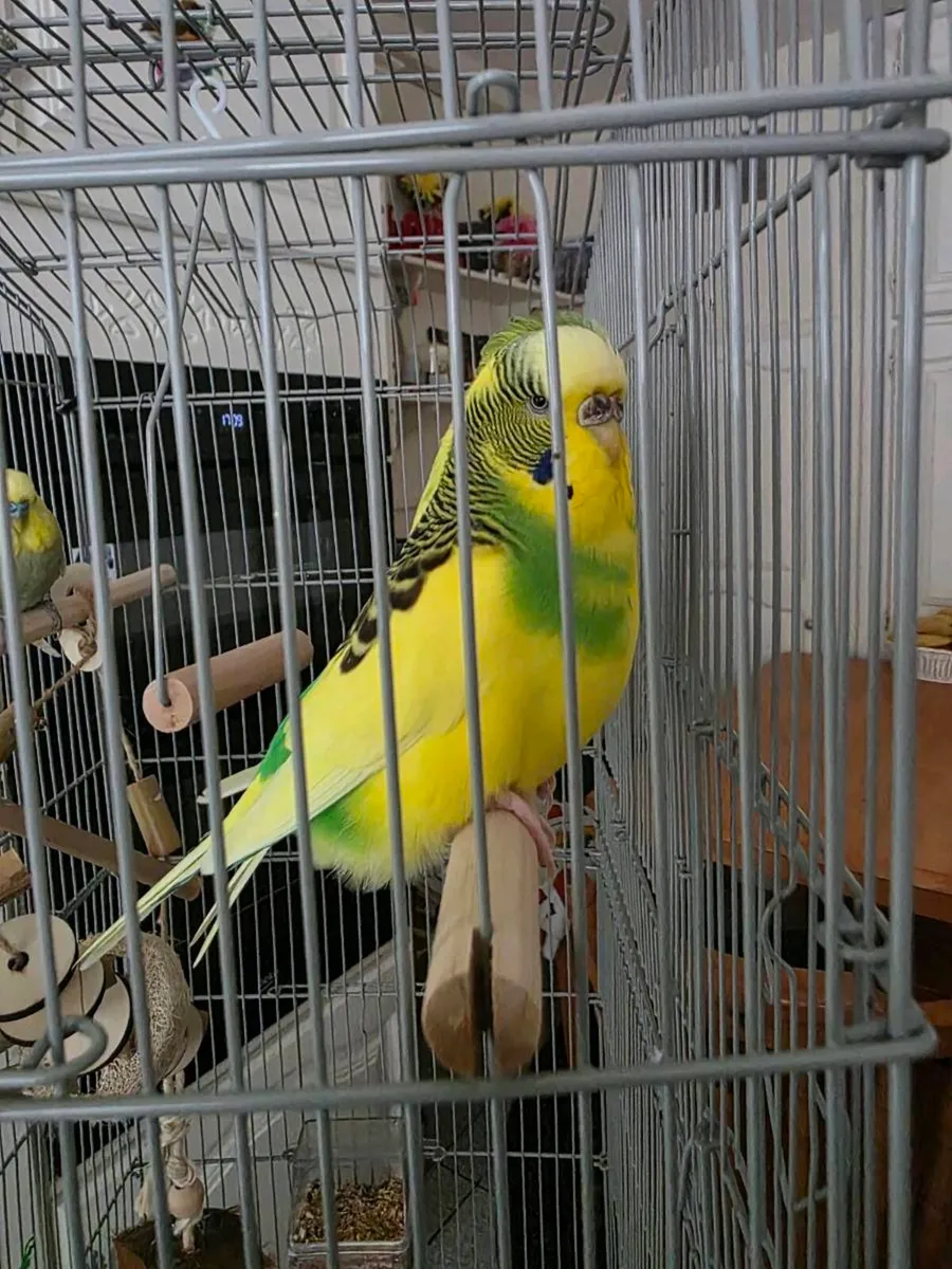 Budgie - Image 2