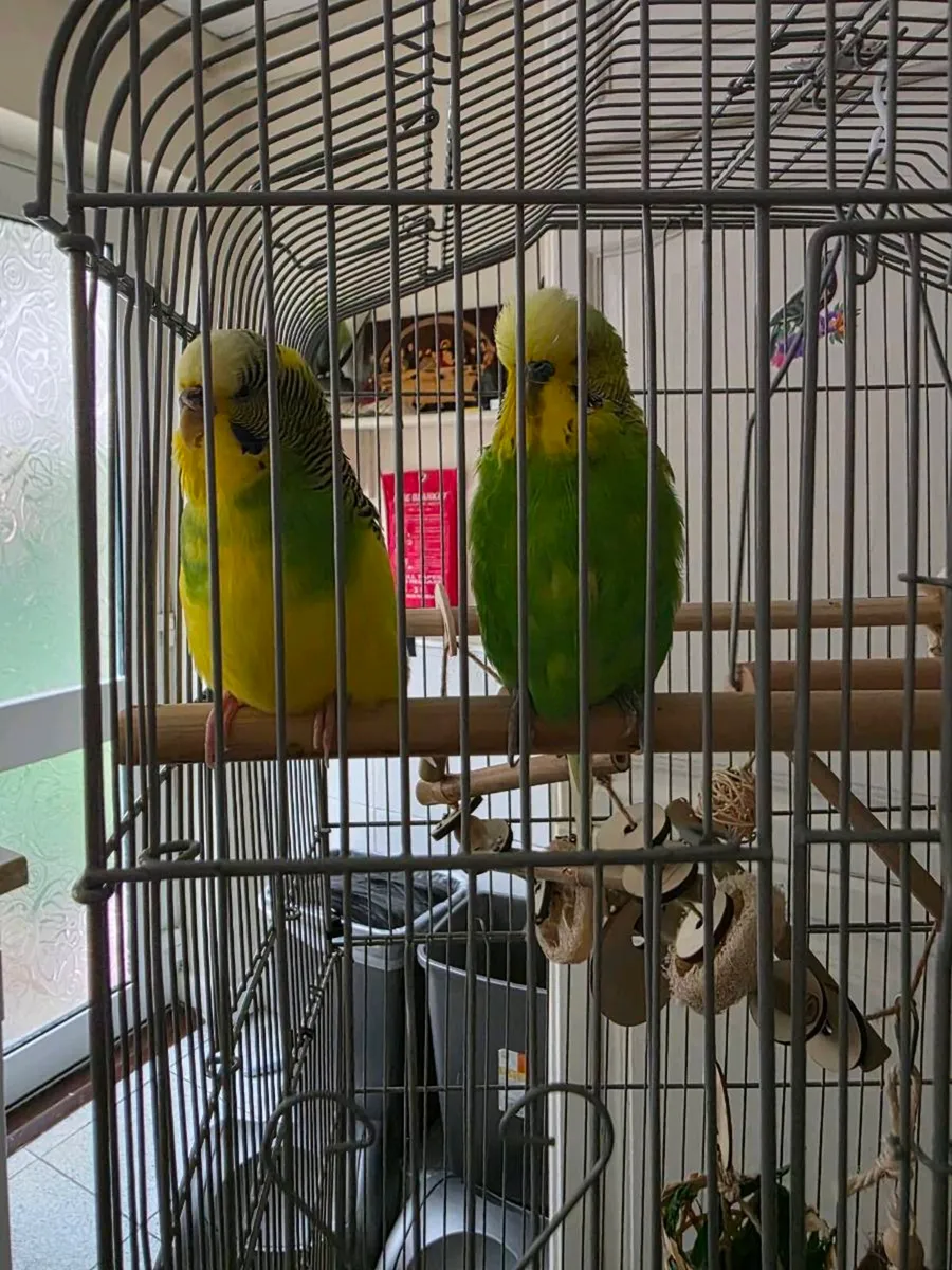 Budgie - Image 3