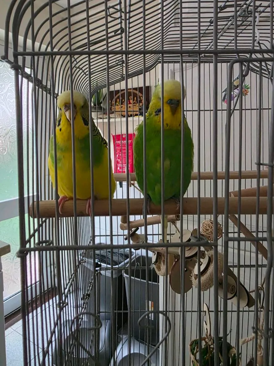 Budgie - Image 4