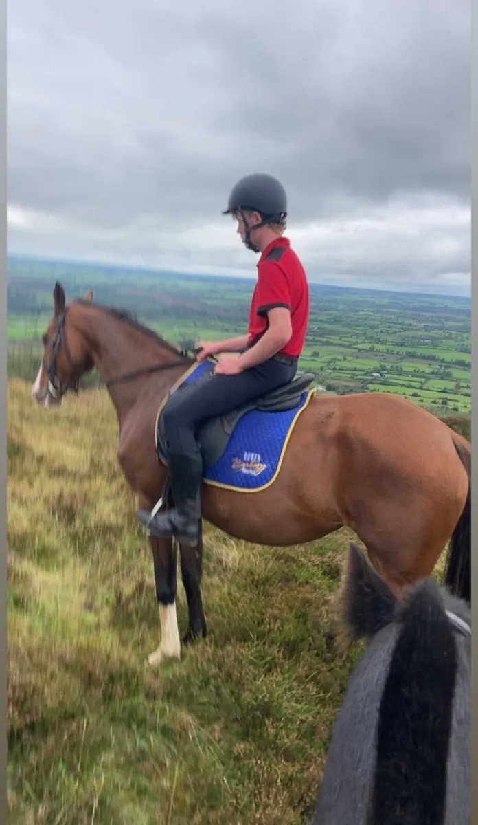 Registered Irish sport horse - Image 4