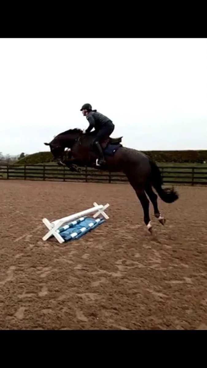 Top class broodmare - Image 2