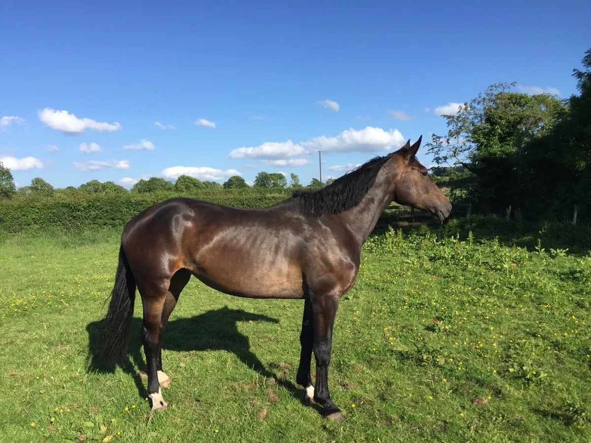 Top class broodmare - Image 3