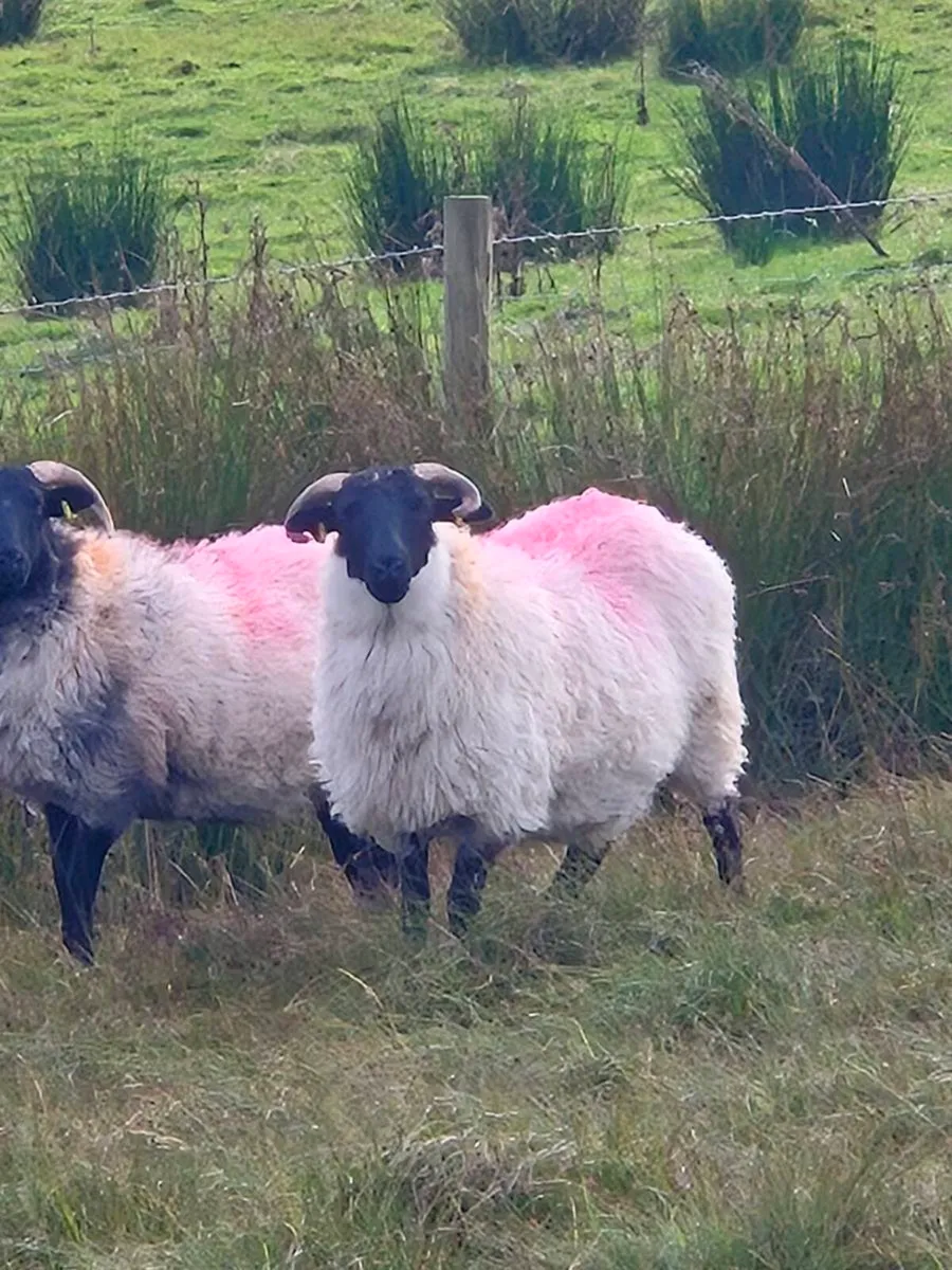 Organic Mayo Mountain Blackface Hoggets - Image 1