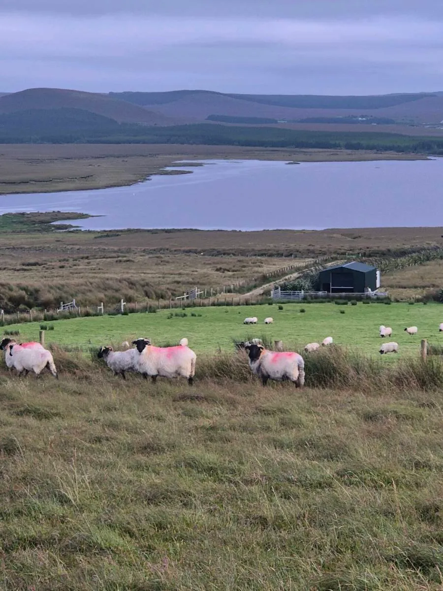 Organic Mayo Mountain Blackface Hoggets - Image 2