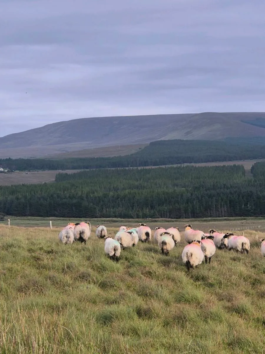 Organic Mayo Mountain Blackface Hoggets - Image 3