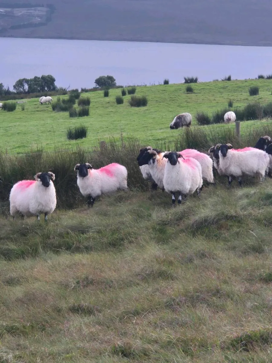 Organic Mayo Mountain Blackface Hoggets - Image 4
