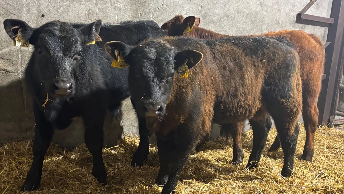 3 Suckler Bred Limousin Bull Runners - Image 4