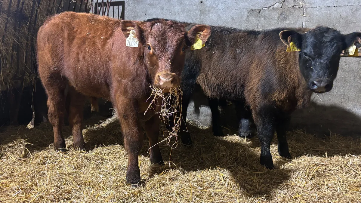 3 Suckler Bred Limousin Bull Runners - Image 3