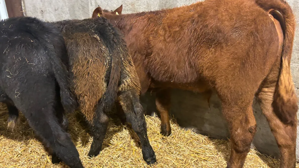 3 Suckler Bred Limousin Bull Runners - Image 2
