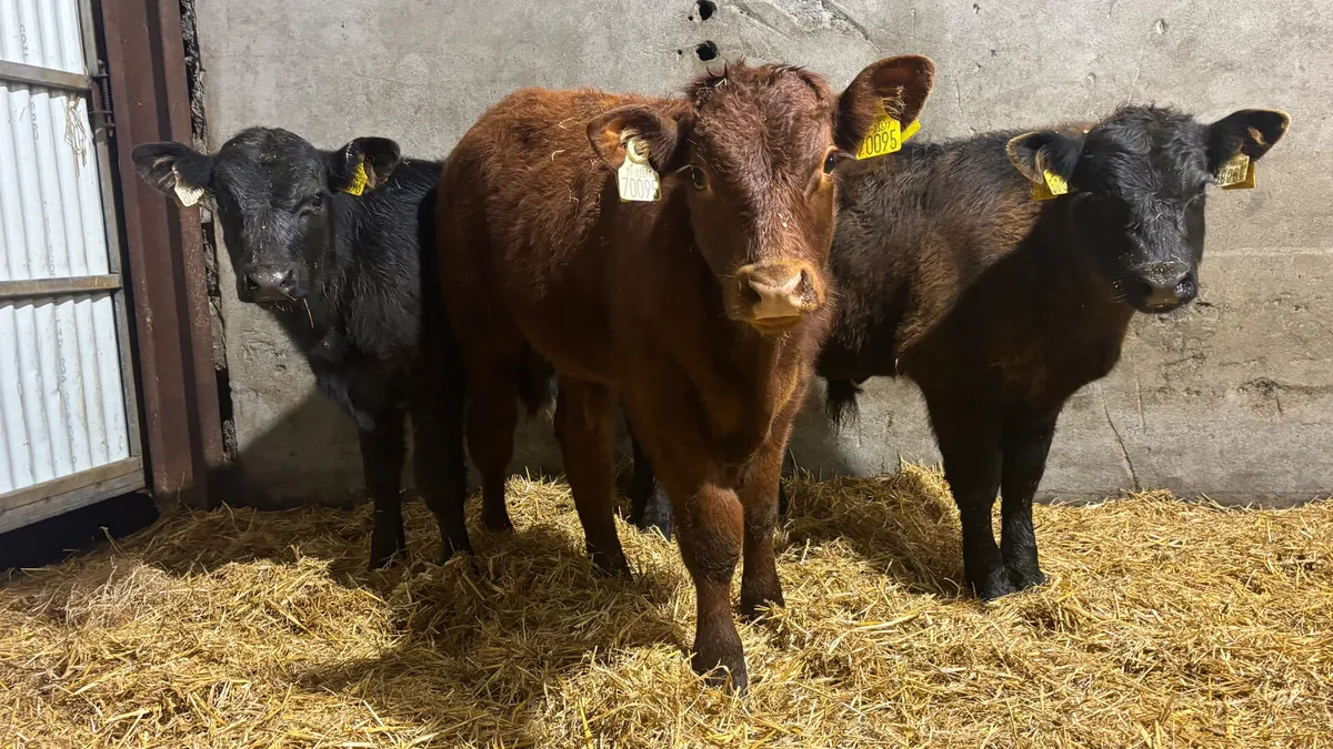 3 Suckler Bred Limousin Bull Runners - Image 1