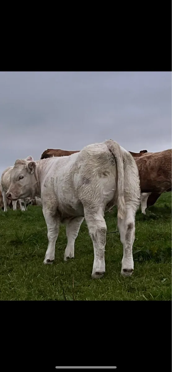Weaning heifers - Image 2