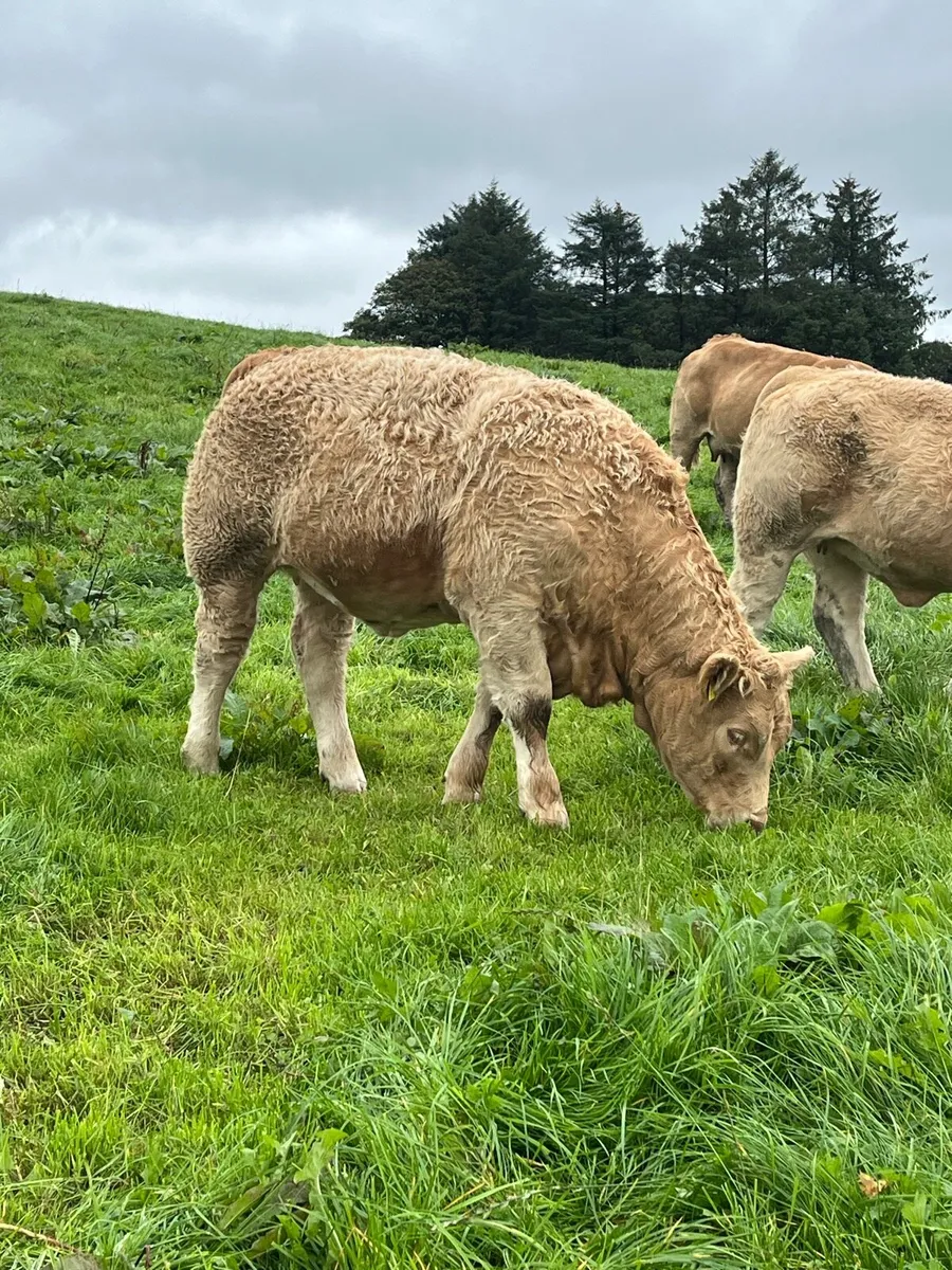 Weaning heifers - Image 4