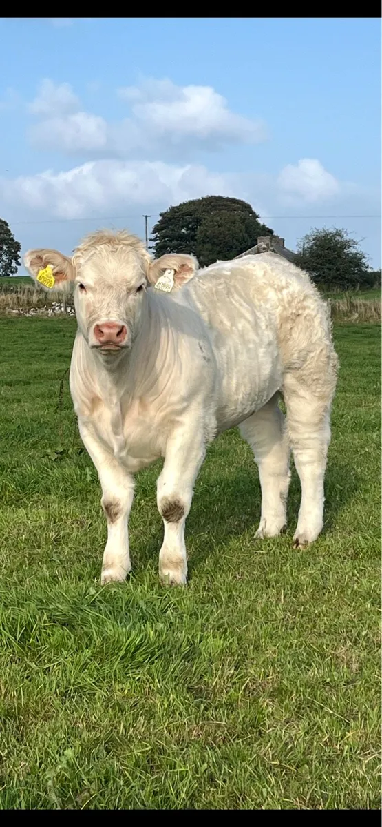 Weaning heifers - Image 1