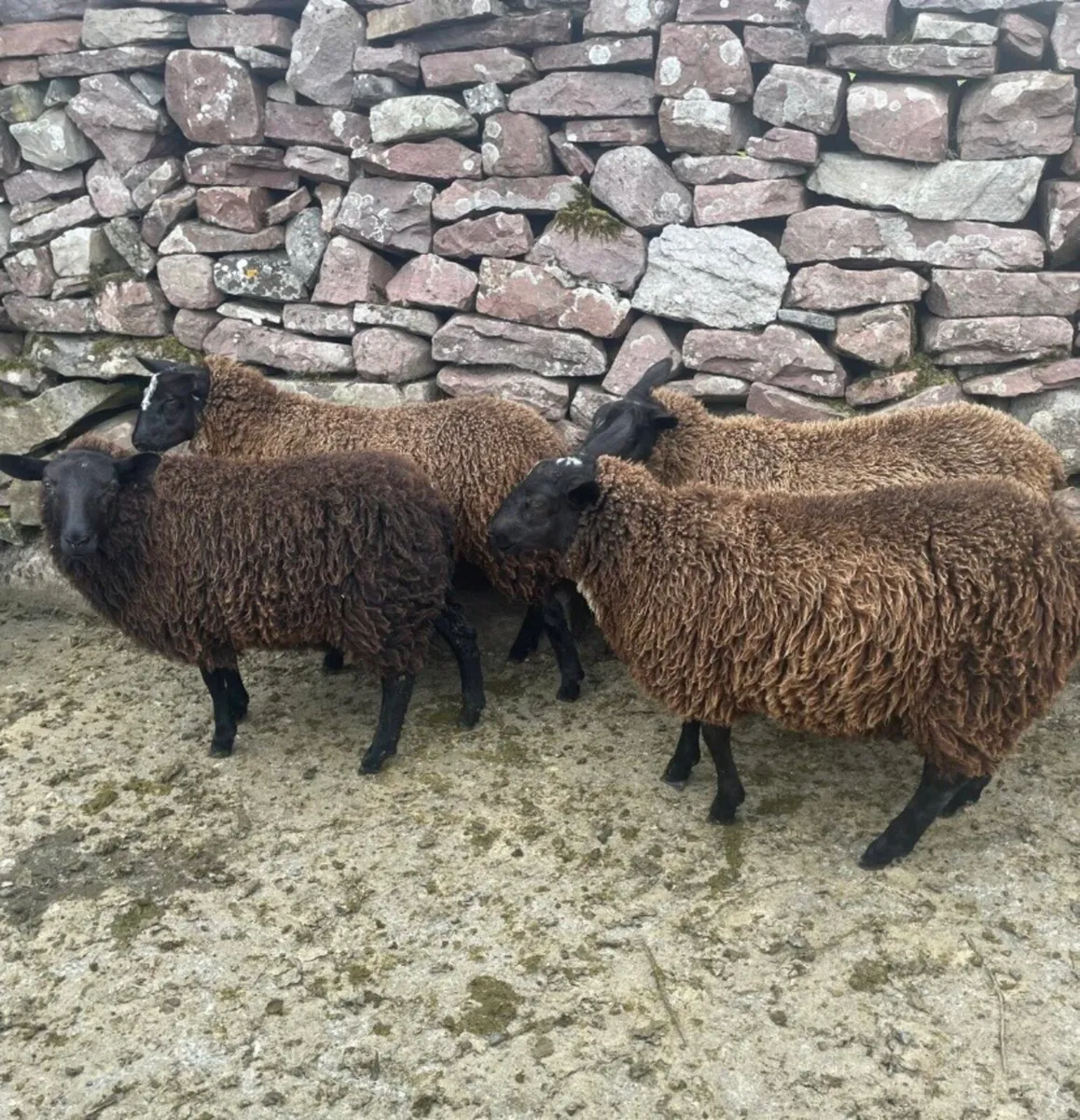 Spotted Dutch x Mule Ewe Lambs - Image 4