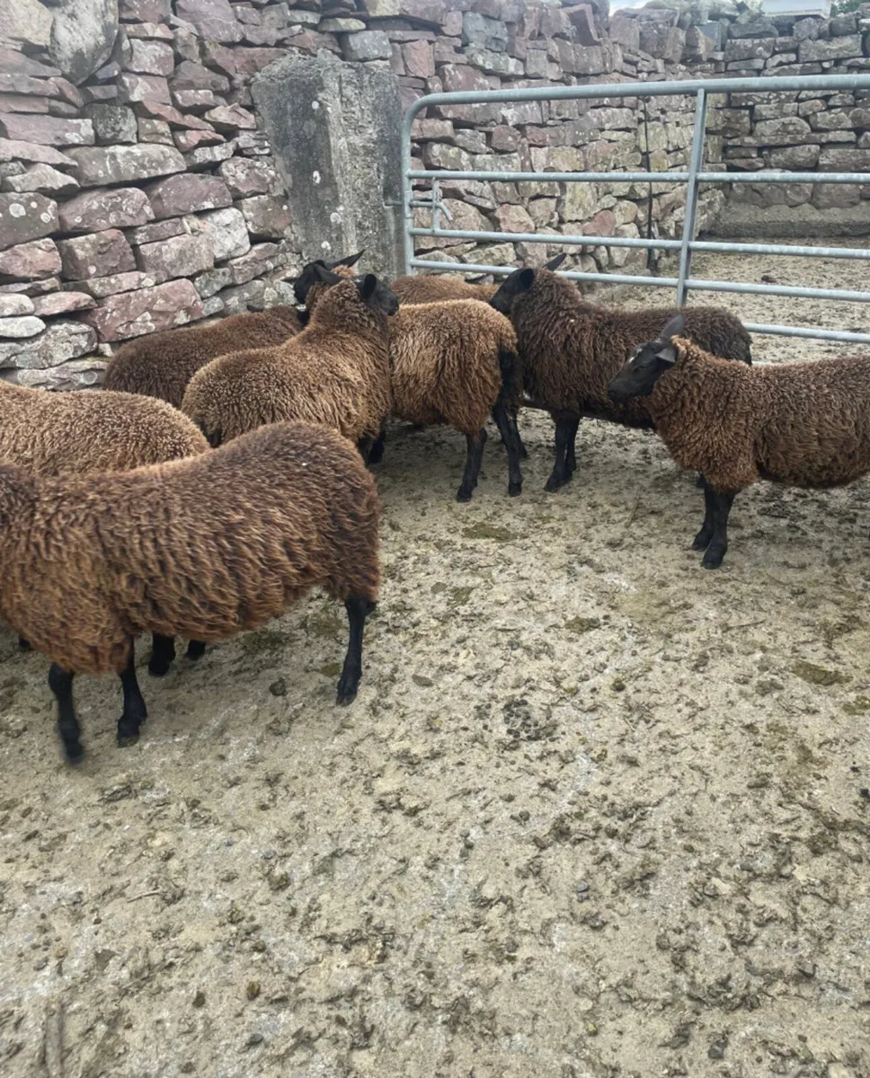 Spotted Dutch x Mule Ewe Lambs - Image 1