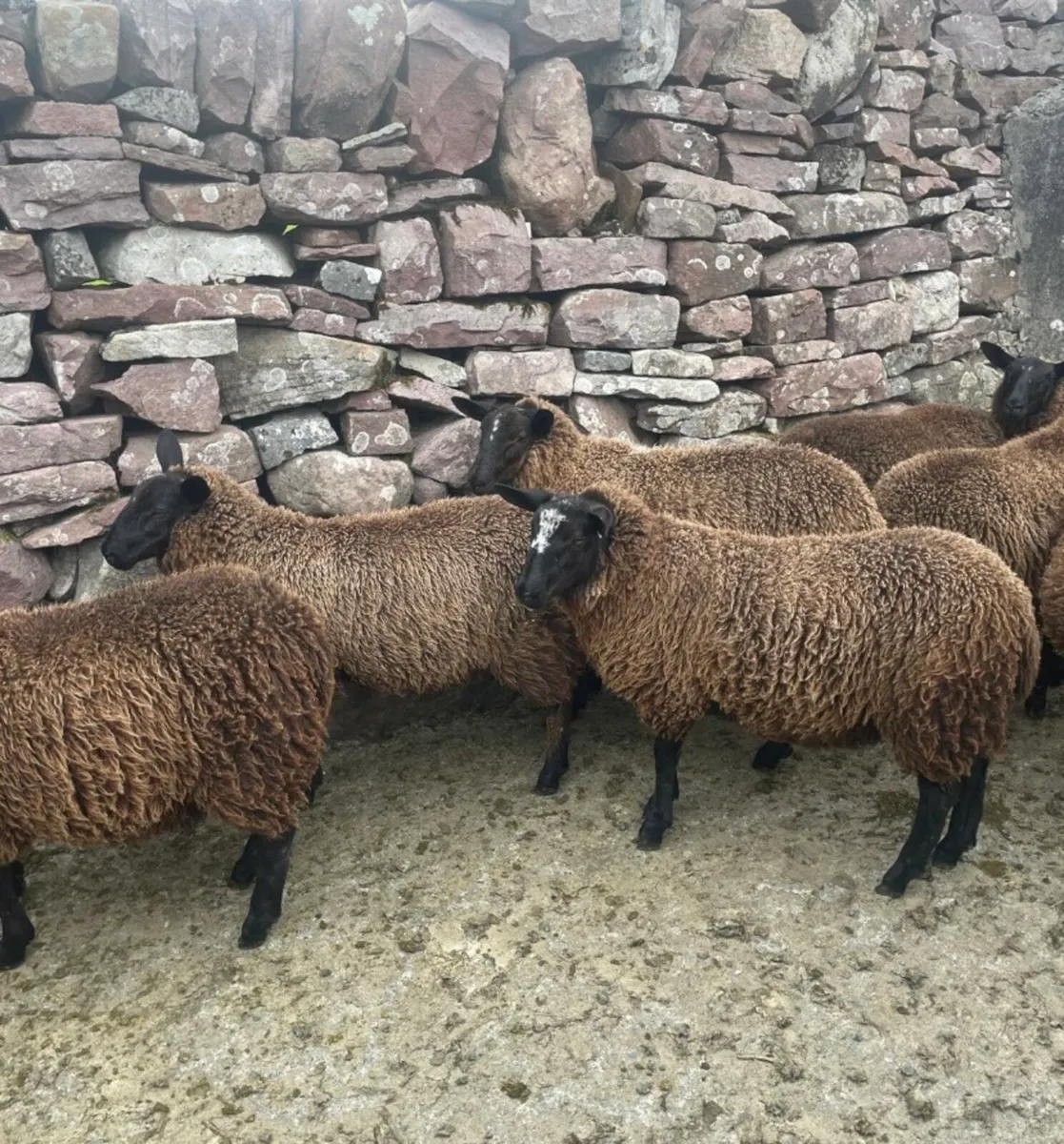 Spotted Dutch x Mule Ewe Lambs - Image 2