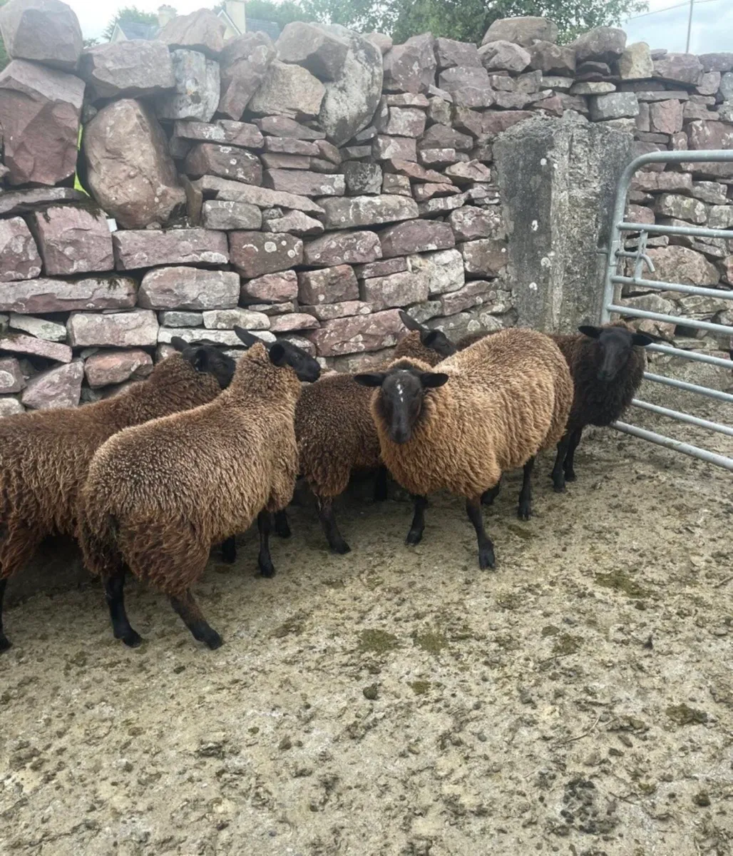 Spotted Dutch x Mule Ewe Lambs - Image 3