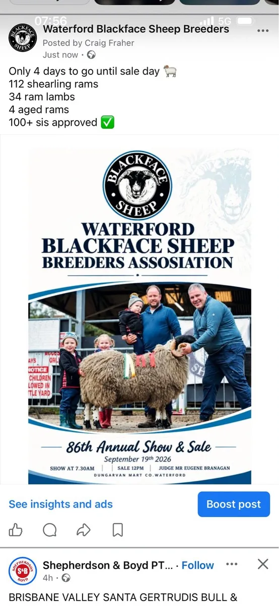 Waterford Blackface Sheep Breeders - Image 1