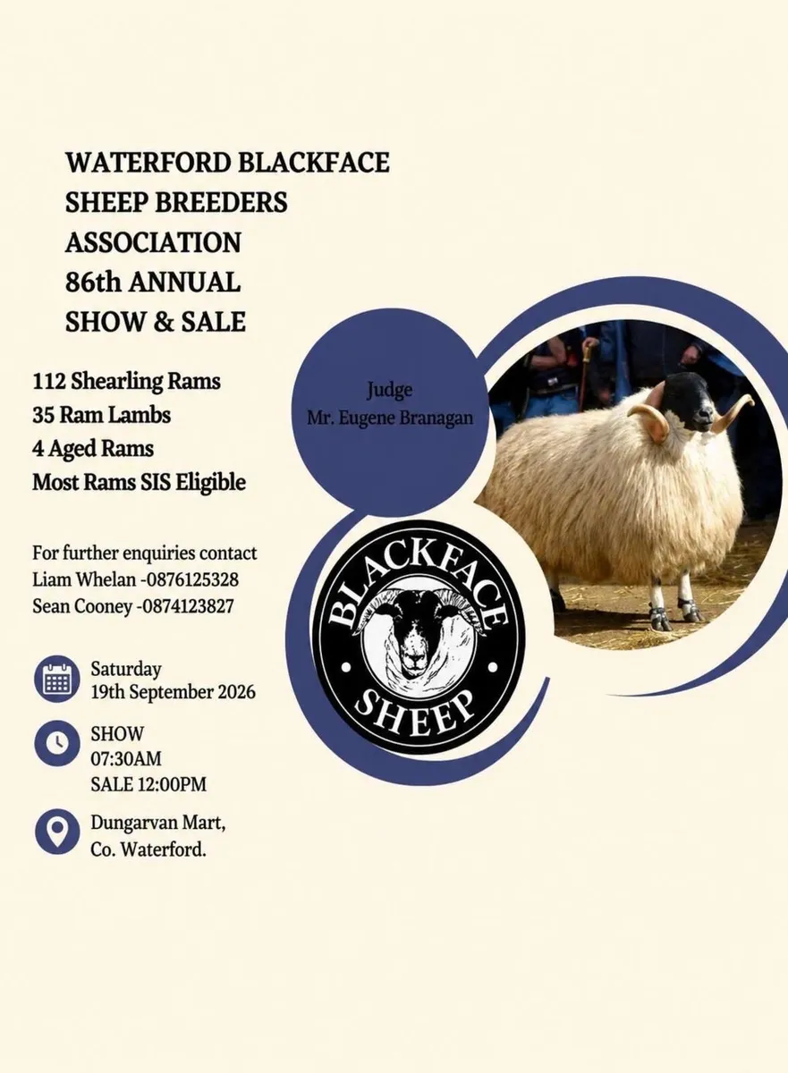 Waterford Blackface Sheep Breeders - Image 4