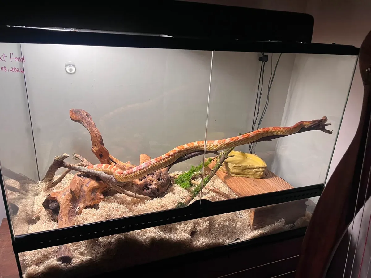 Corn snake - Image 2
