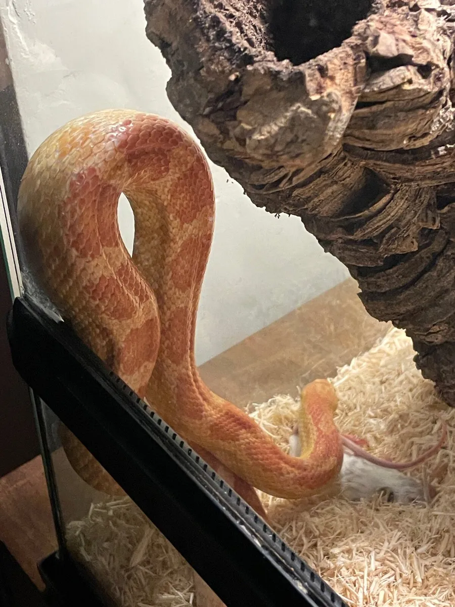 Corn snake - Image 3