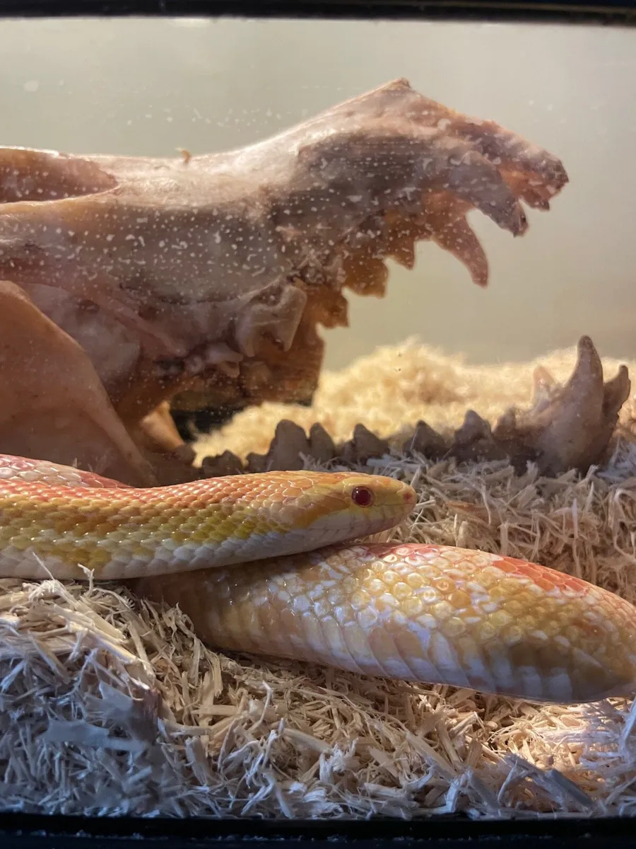 Corn snake - Image 1