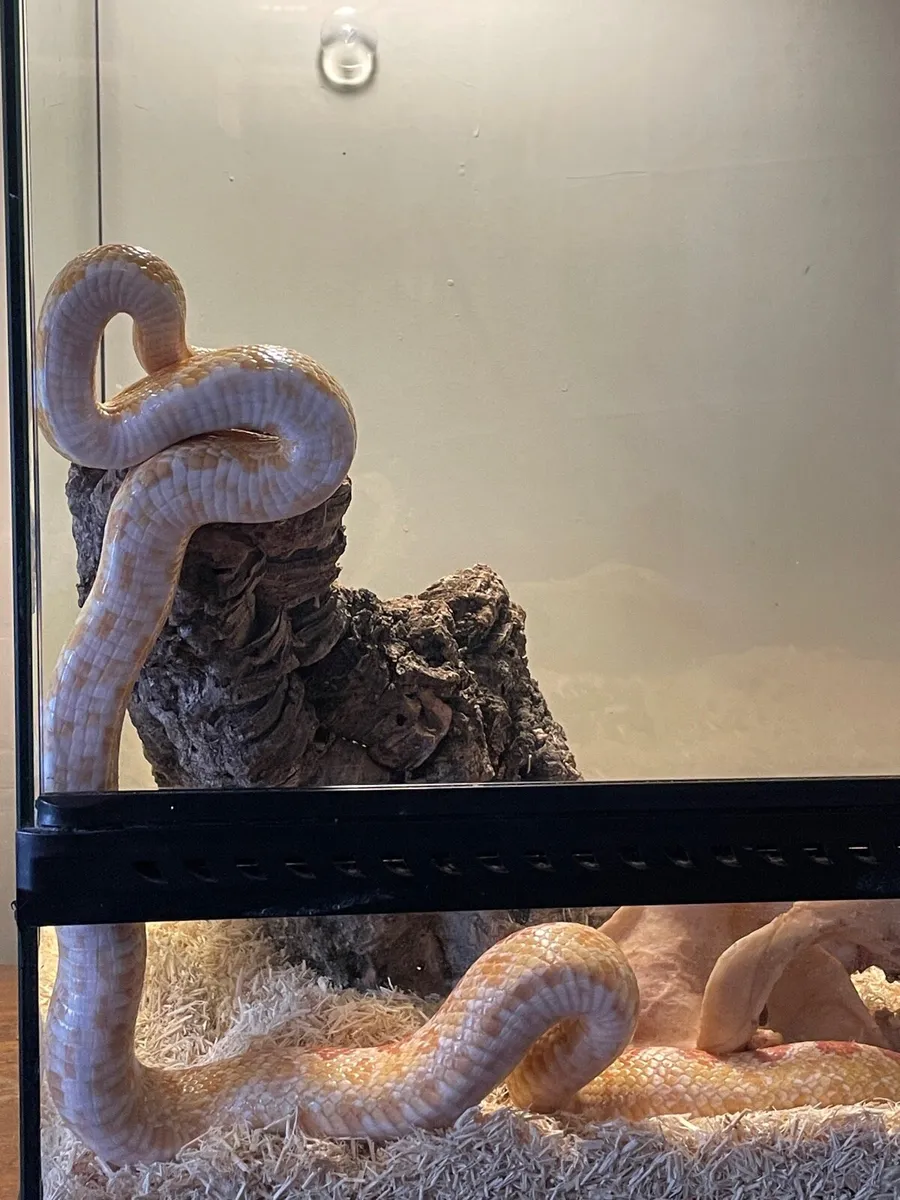 Corn snake - Image 4