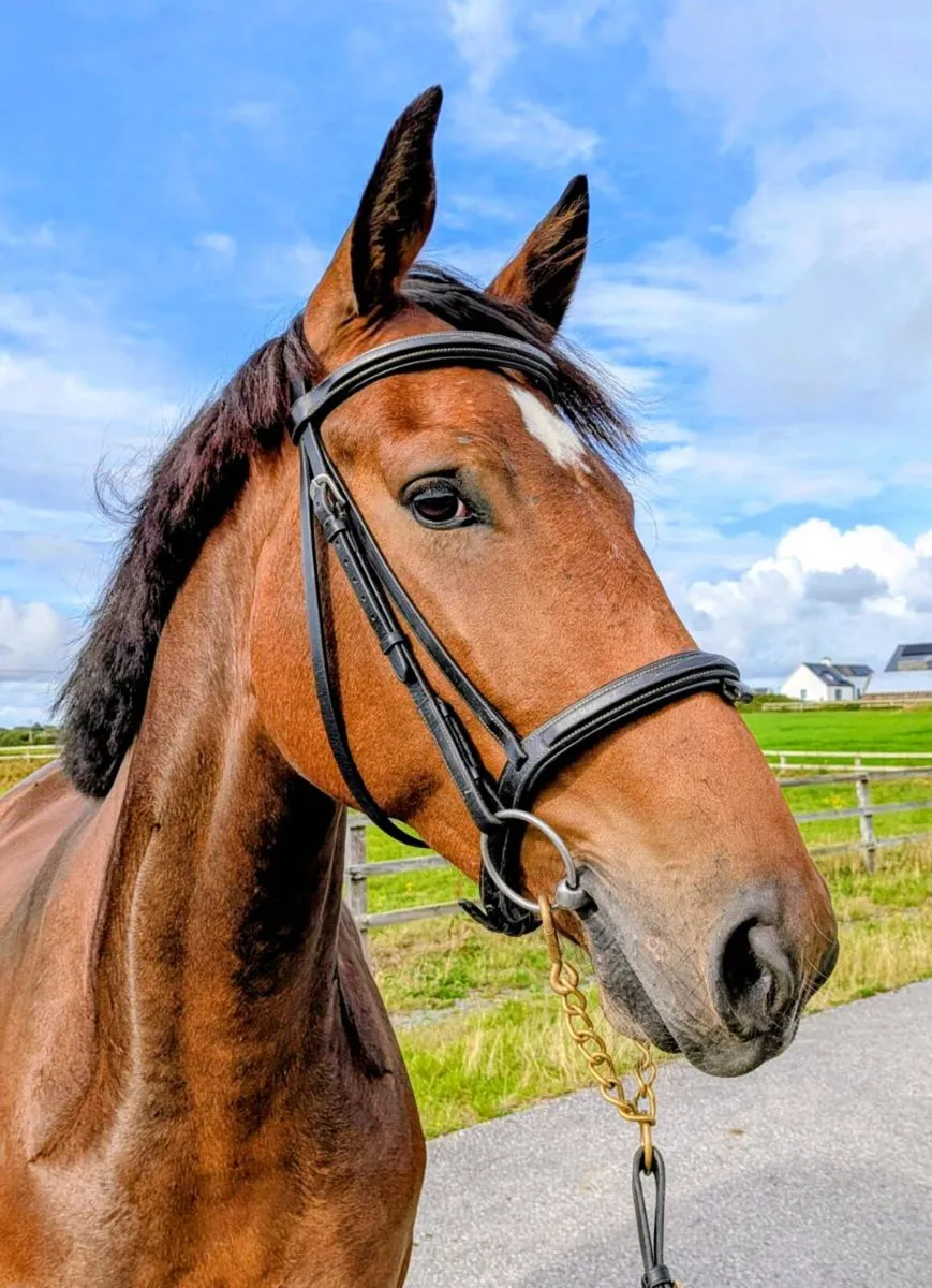 3yr old filly by Vivant van de Heffinck - Image 4