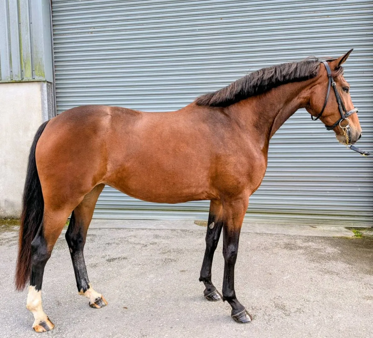 3yr old filly by Vivant van de Heffinck - Image 2