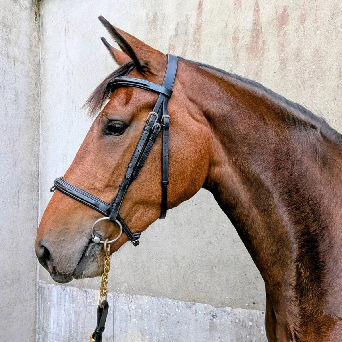 3yr old filly by Vivant van de Heffinck - Image 3