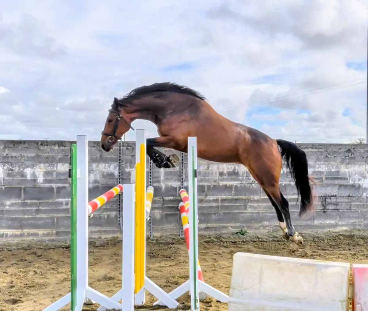 3yr old filly by Vivant van de Heffinck - Image 1