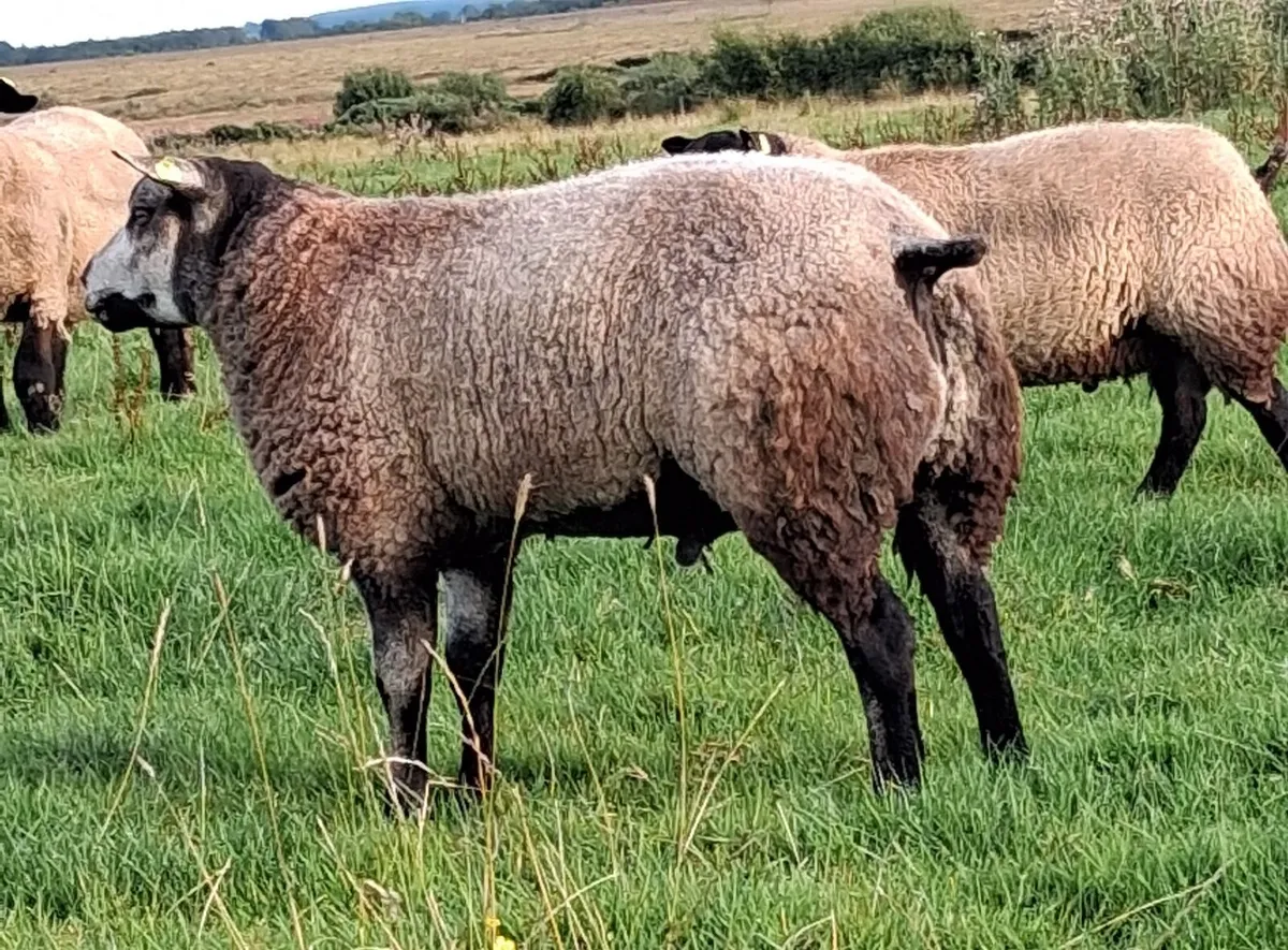 Pedigree Blue Texel Ram Lamb - Image 1