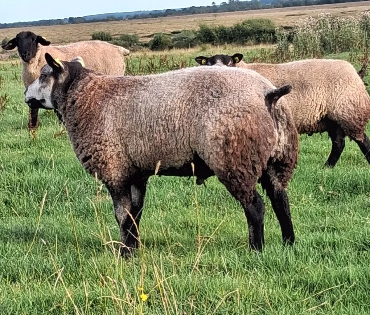 Pedigree Blue Texel Ram Lamb - Image 2