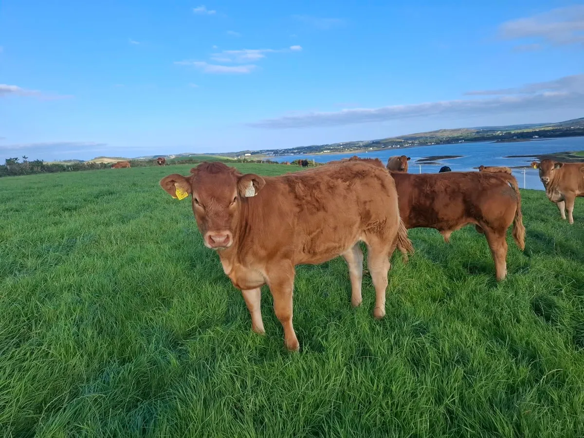 Wealing Heifers & Bulls - Image 3