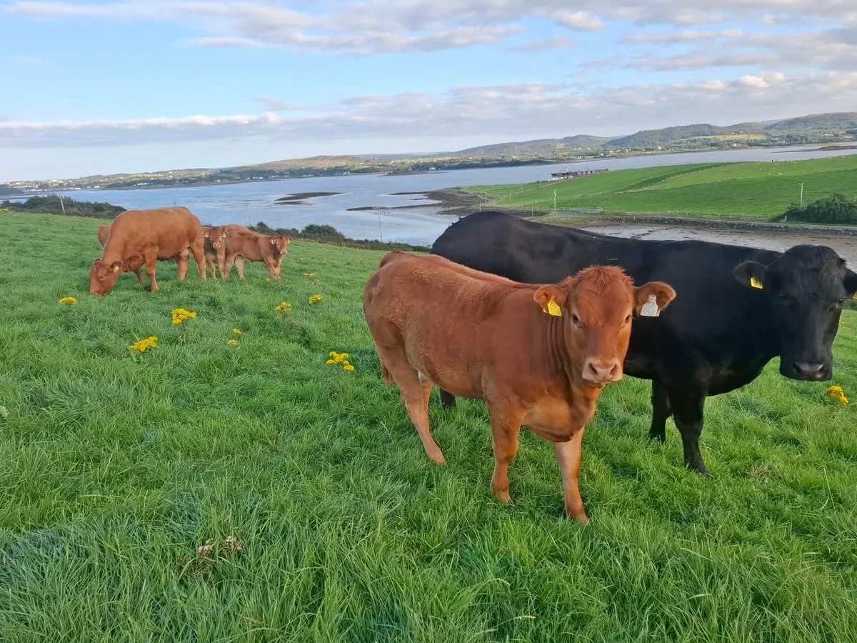 Wealing Heifers & Bulls - Image 4