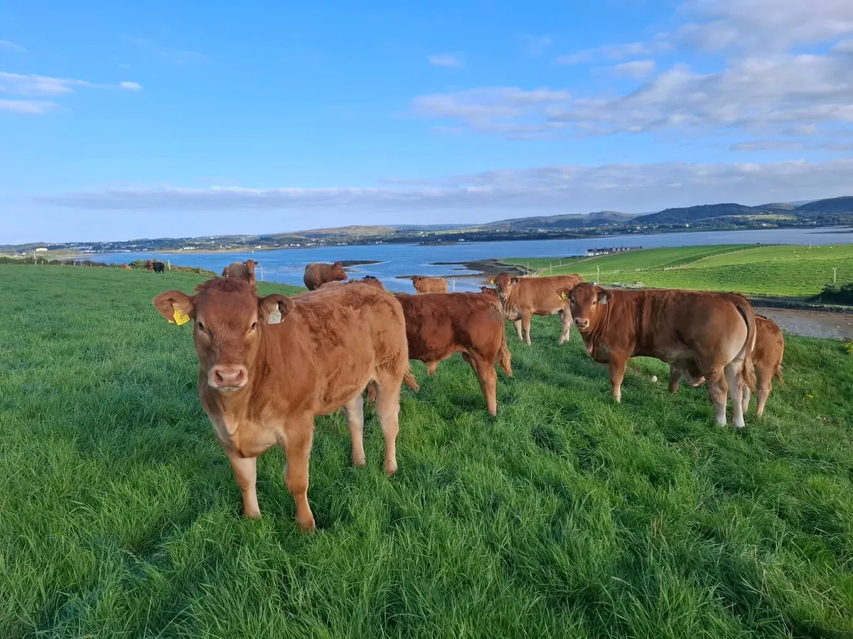 Wealing Heifers & Bulls - Image 1