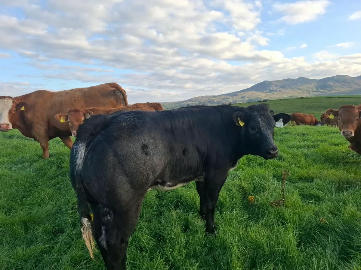 Wealing Heifers & Bulls - Image 2