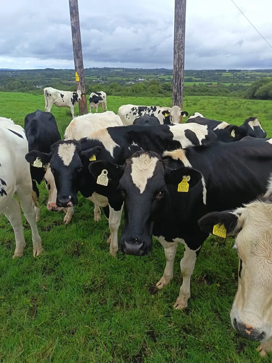 Maiden heifers - Image 1