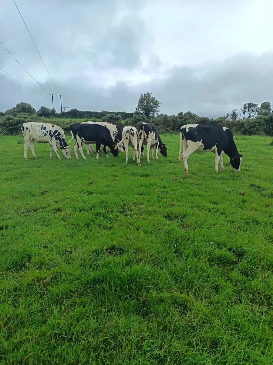 Maiden heifers - Image 2