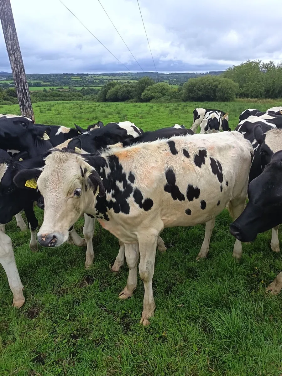Maiden heifers - Image 3