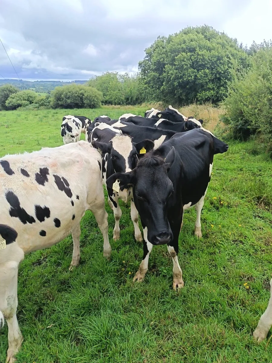 Maiden heifers - Image 4