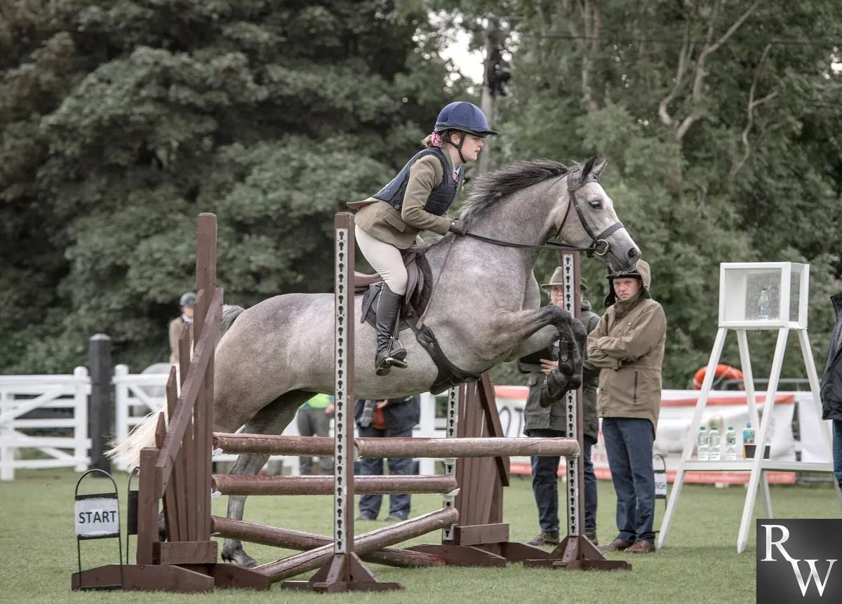 4YO CONNEMARA MARE TOP WHP/ FLAT RIDDEN PROSPECT - Image 1