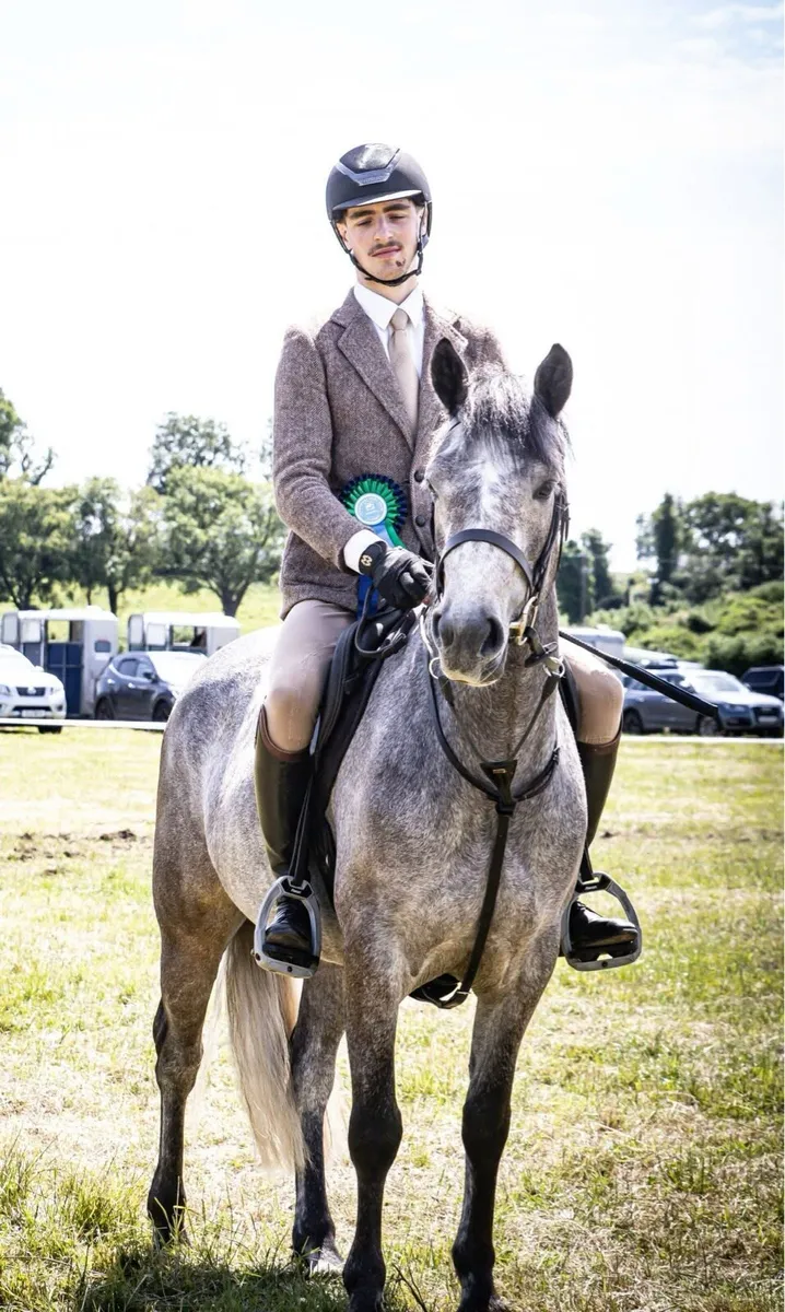 4YO CONNEMARA MARE TOP WHP/ FLAT RIDDEN PROSPECT - Image 3