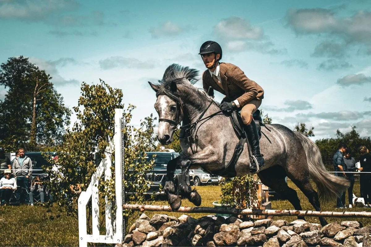 4YO CONNEMARA MARE TOP WHP/ FLAT RIDDEN PROSPECT - Image 4