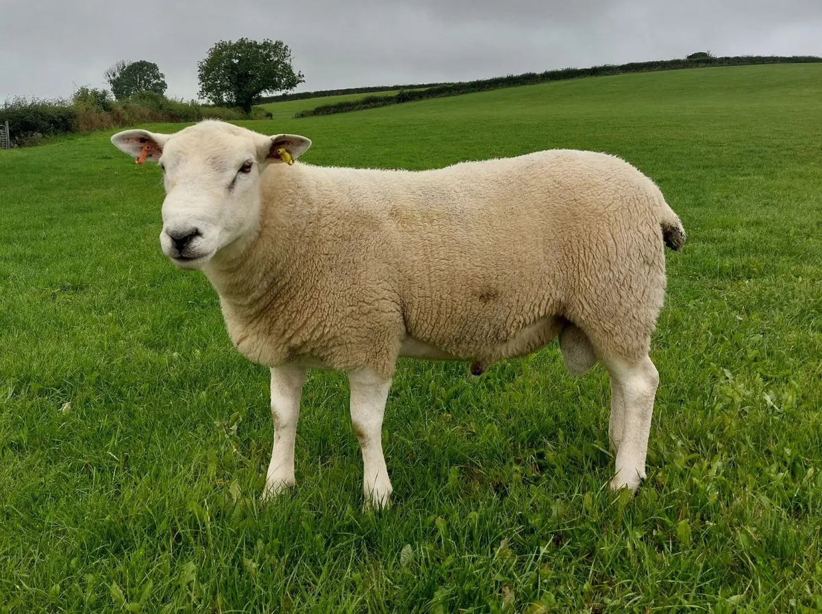 Lleyn Shearling Ram For Sale Sheep - Image 2