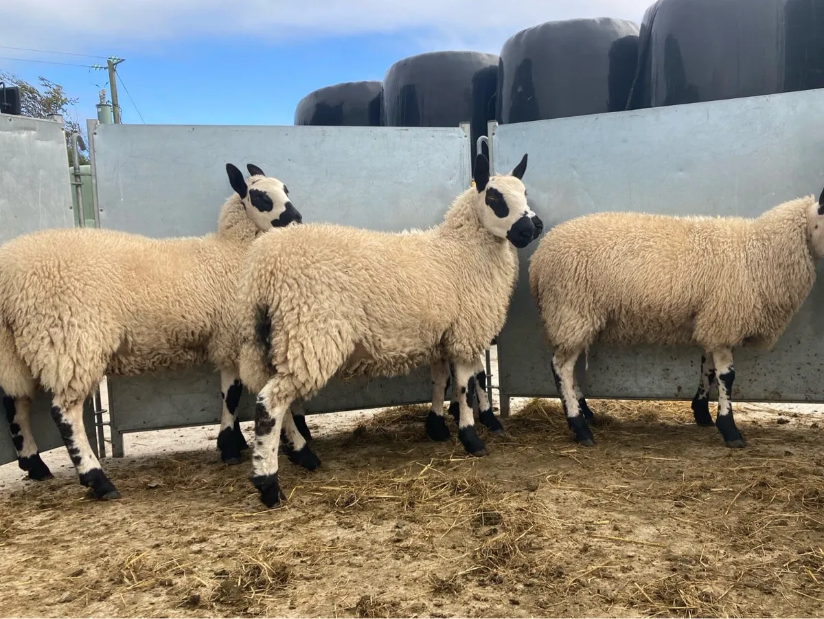 Kerry Hill & Jacob Ewe Lambs - Image 2